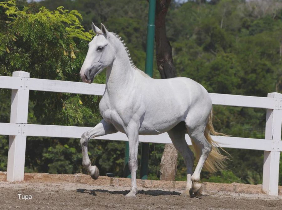 Leilão Oficial ABPSL movimenta o mercado do cavalo Lusitano