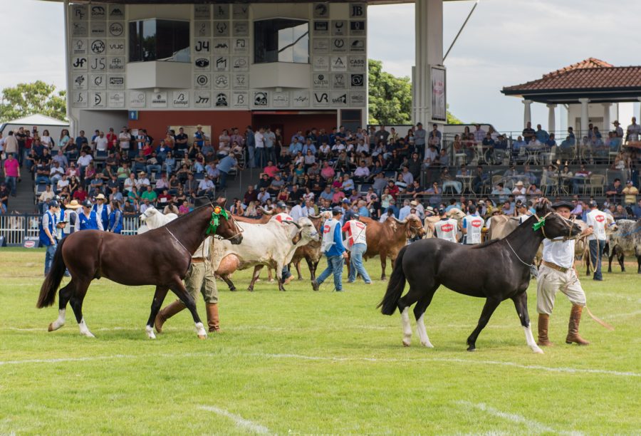 Cavalo Crioulo volta às pistas da ExpoZebu com Exposição Passaporte
