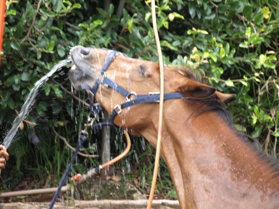 Incentivando seu cavalo a beber