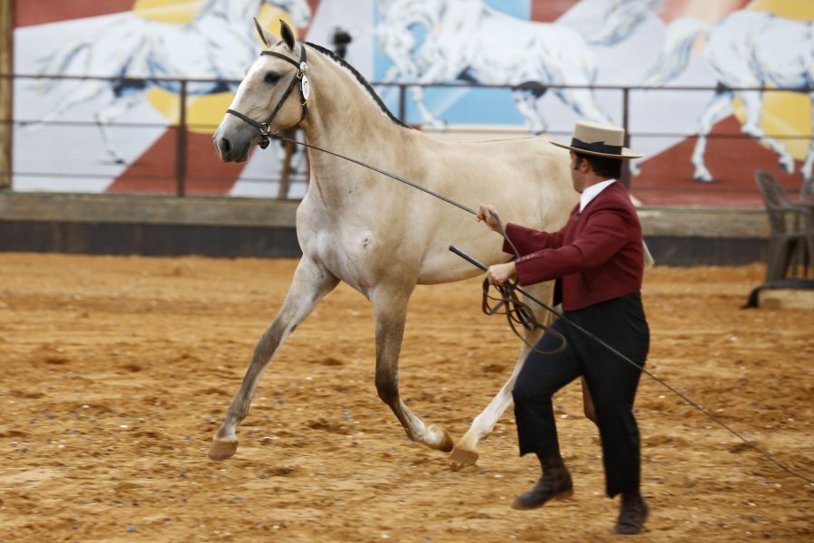 Cavalo Lusitano promove Festival em Valinhos