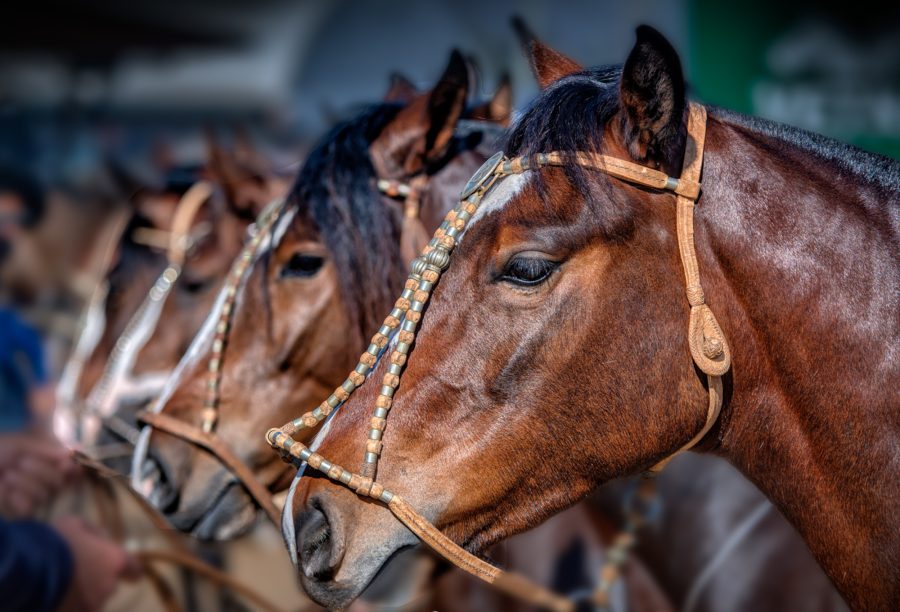 Paraná recebe primeira etapa do ciclo de Exposições Passaporte do Cavalo Crioulo
