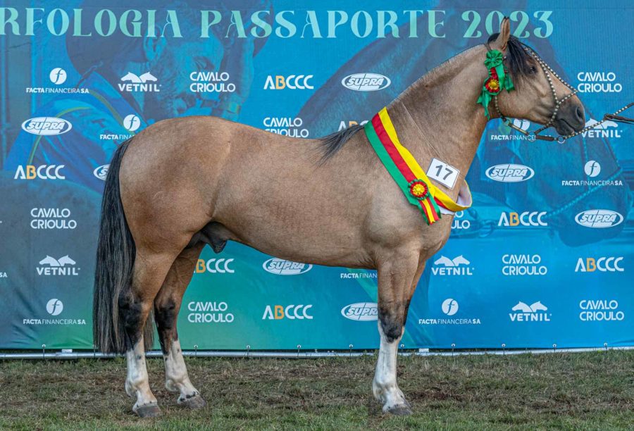 Passaporte na ExpoZebu em Uberaba credencia Cavalos Crioulos para Morfologia Expointer