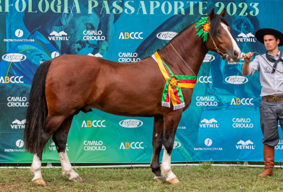 Uruguaiana tem passaporte com número expressivo de animais da raça Crioula