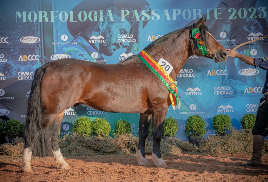 Pecuária de Goiânia seleciona mais oito Cavalos Crioulos passaporteados à Expointer