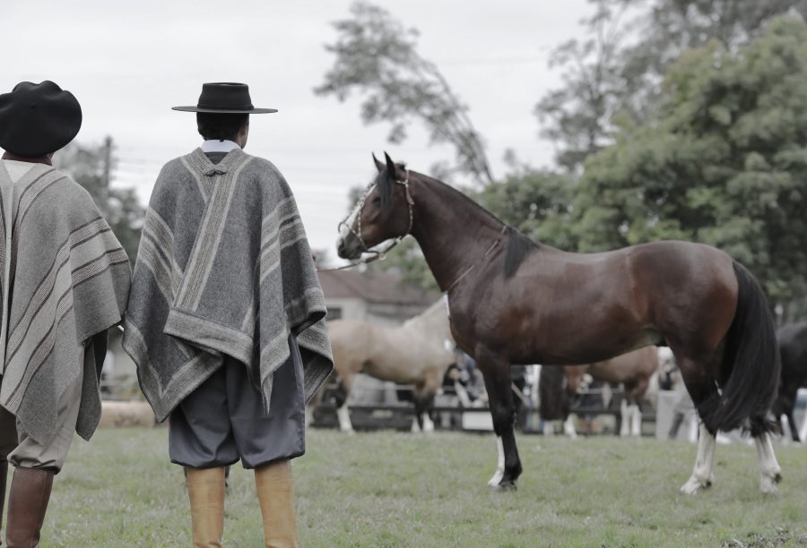 Ciclo de Exposições Passaportes do Cavalo Crioulo chega à Uruguaiana