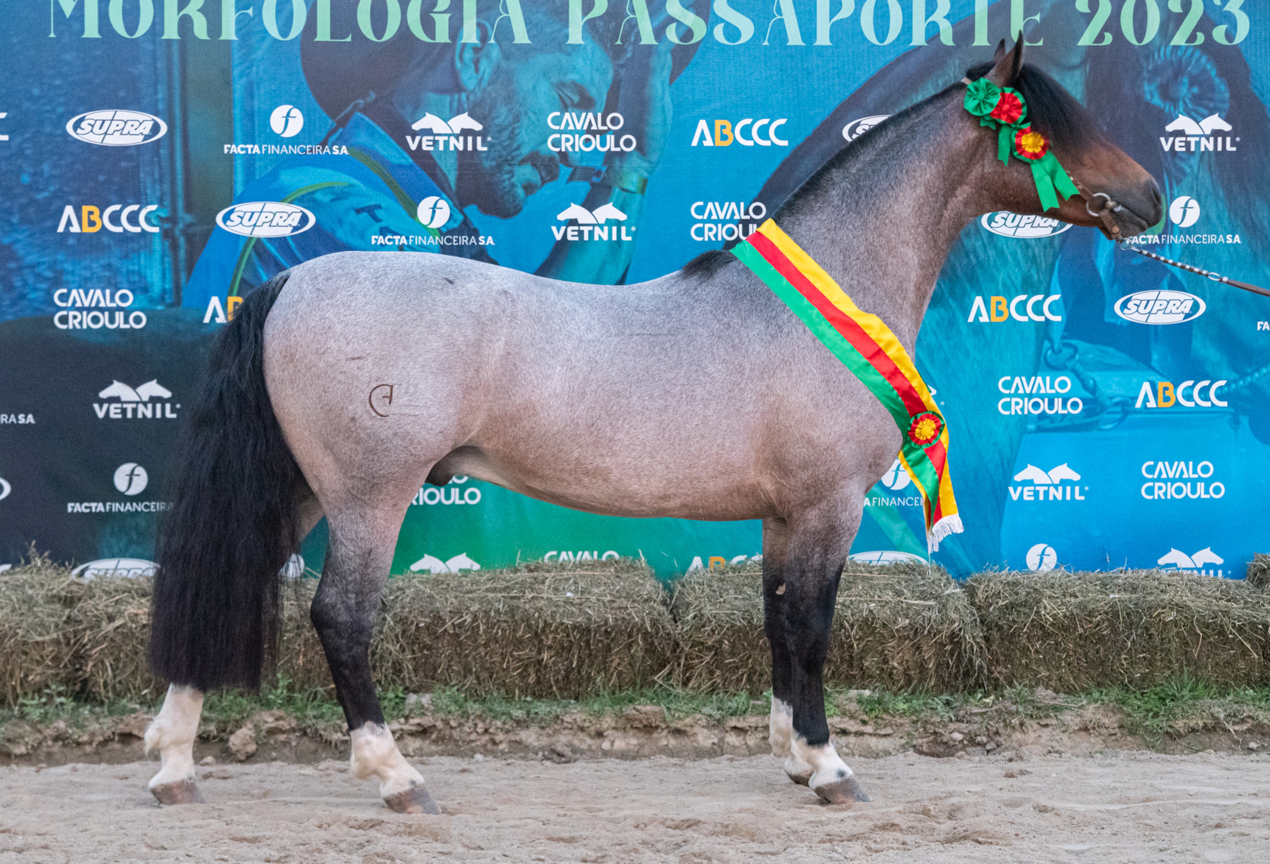 Videos :: ABCCC - Associação Brasileira de Criadores de Cavalos Crioulos