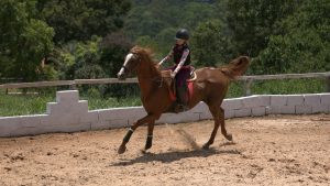 Os problemas de comportamento do seu cavalo são realmente problemas?