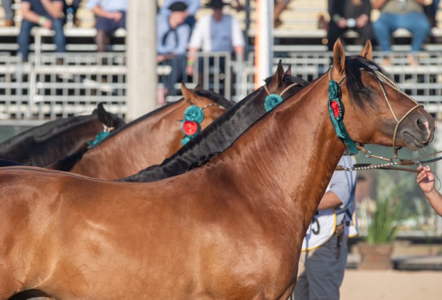 Palco do Cavalo Crioulo receberá 250 animais para a Final da Morfologia Expointer