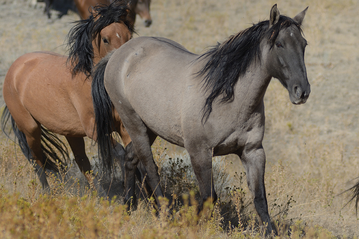 Foto cortesia do Santuário de Cavalos Selvagens de Black Hills
