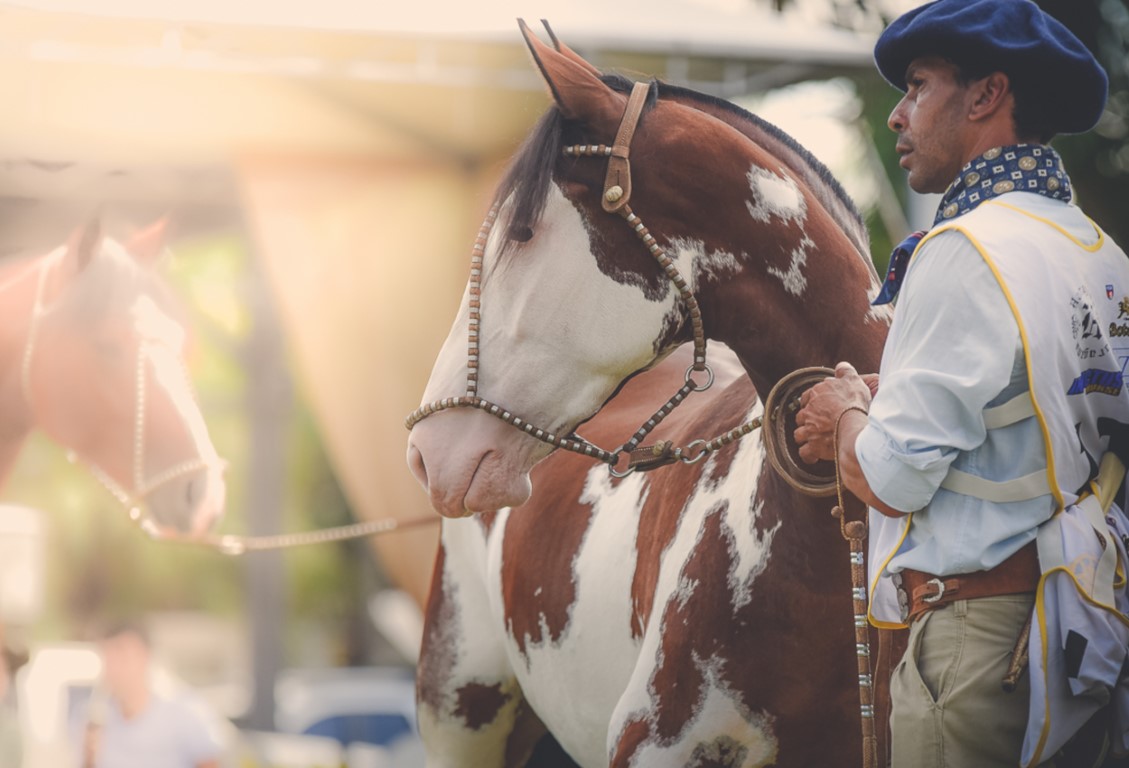 Tradicional exposição de Cavalos Crioulos manchados ganha prova de Redomão