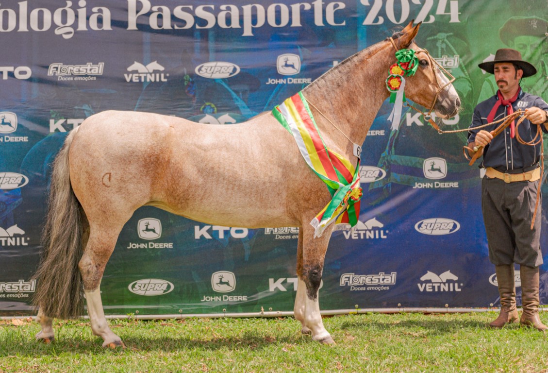 Passaporte em Campo Grande revela novos classificados para a Morfologia do Cavalo Crioulo