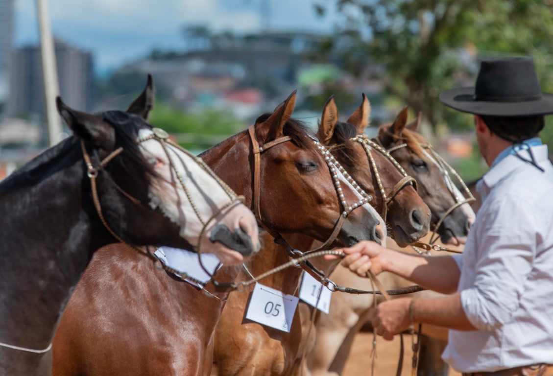 Passaporte do Cavalo Crioulo é realizado pela primeira vez na cidade catarinense de São Ludgero