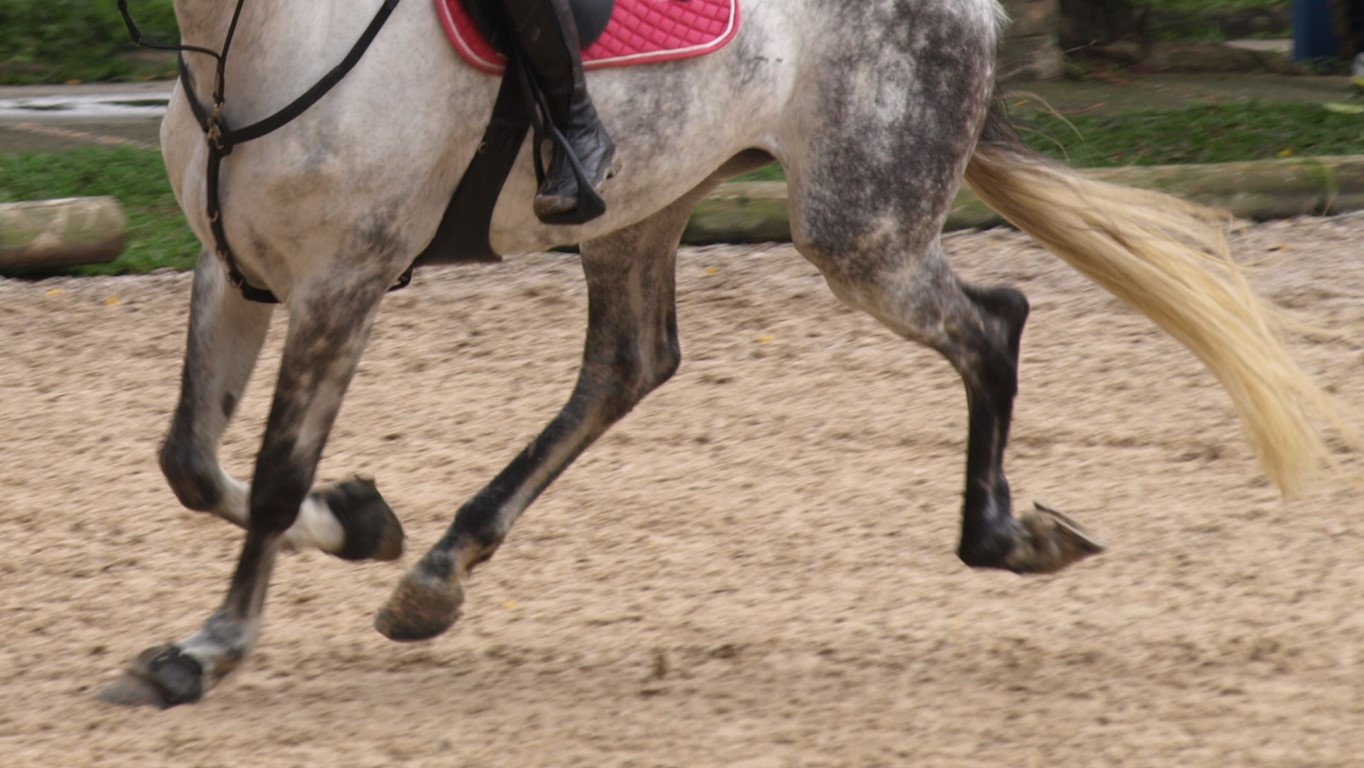Seu cavalo pode se beneficiar por estar sem ferradura?