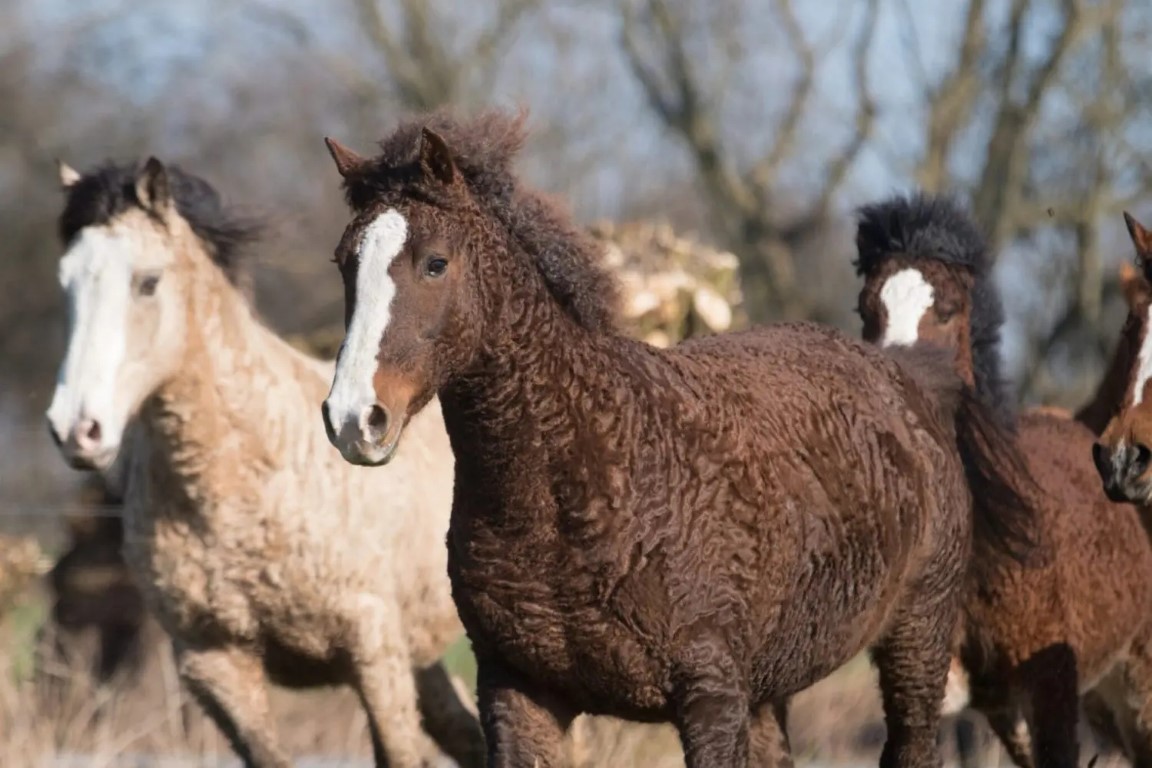 Bashkir Curly, conheça o famoso cavalo cacheado 1 (Médio)