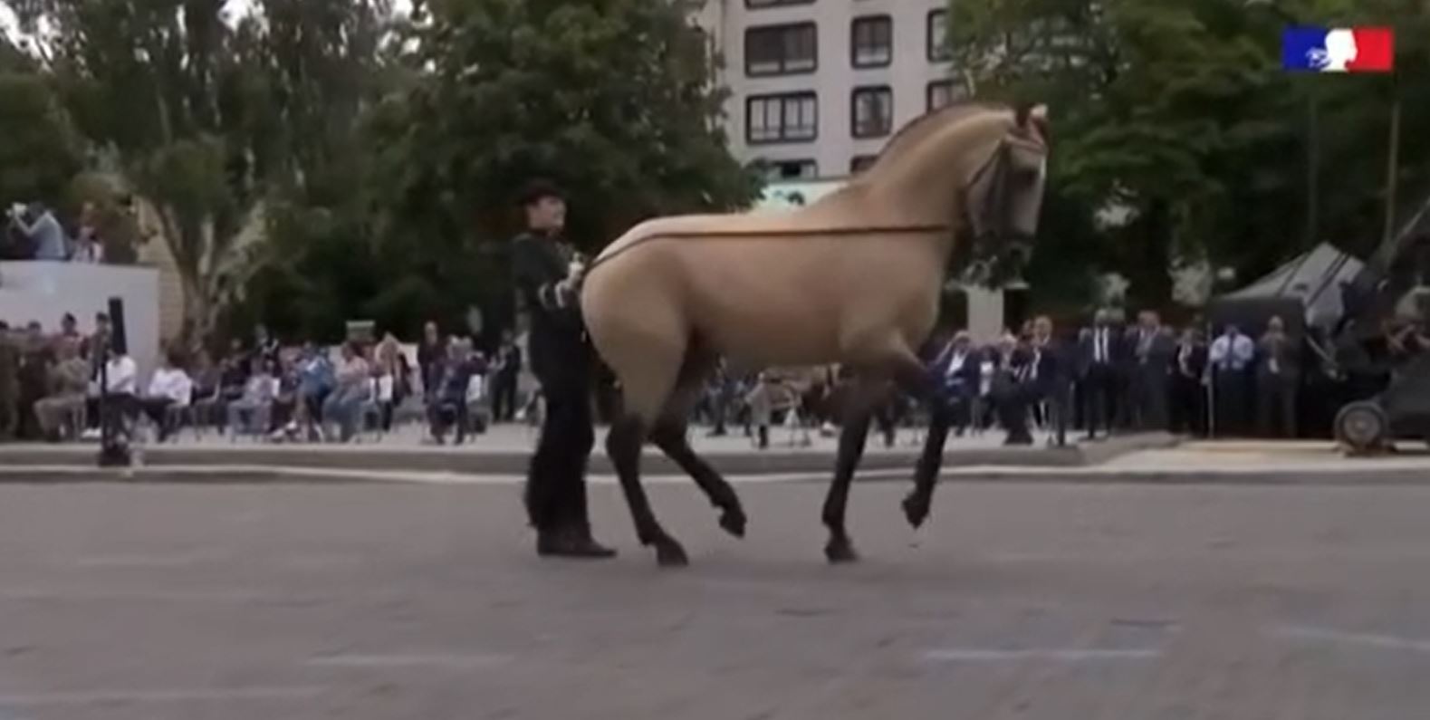 ZEUS V.O, UM CAVALO BRASILEIRO NA FESTA DE BOAS VINDAS DA TOCHA OLÍMPICA EM PARIS. (Vídeo)