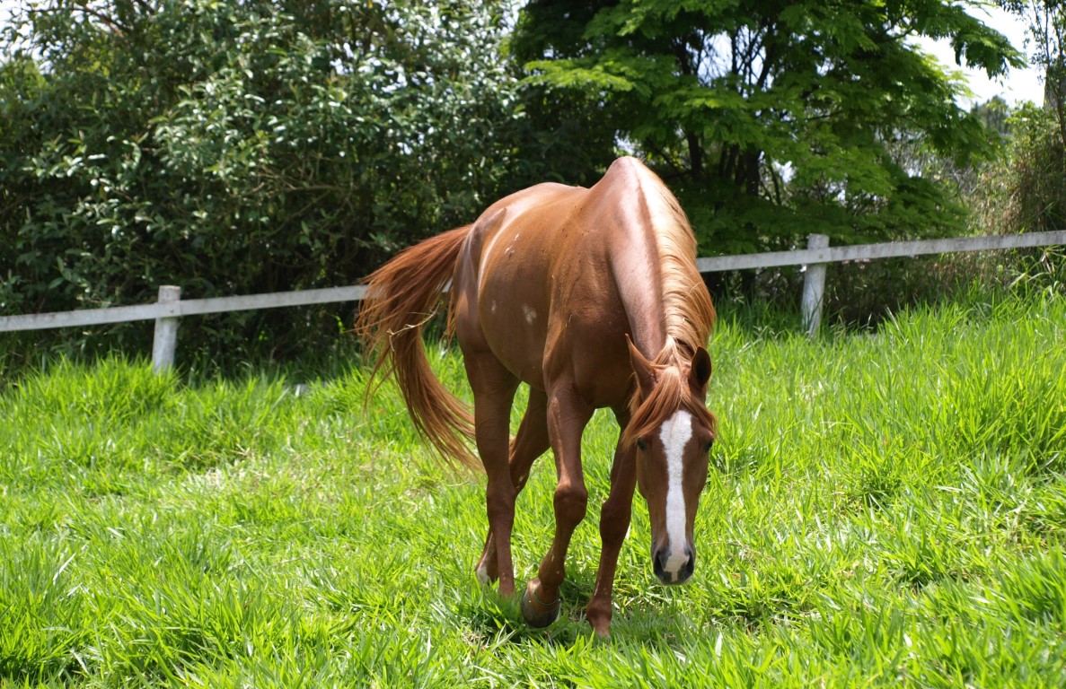 Cavalos têm inteligência para se planejar e criar estratégias, revela novo estudo