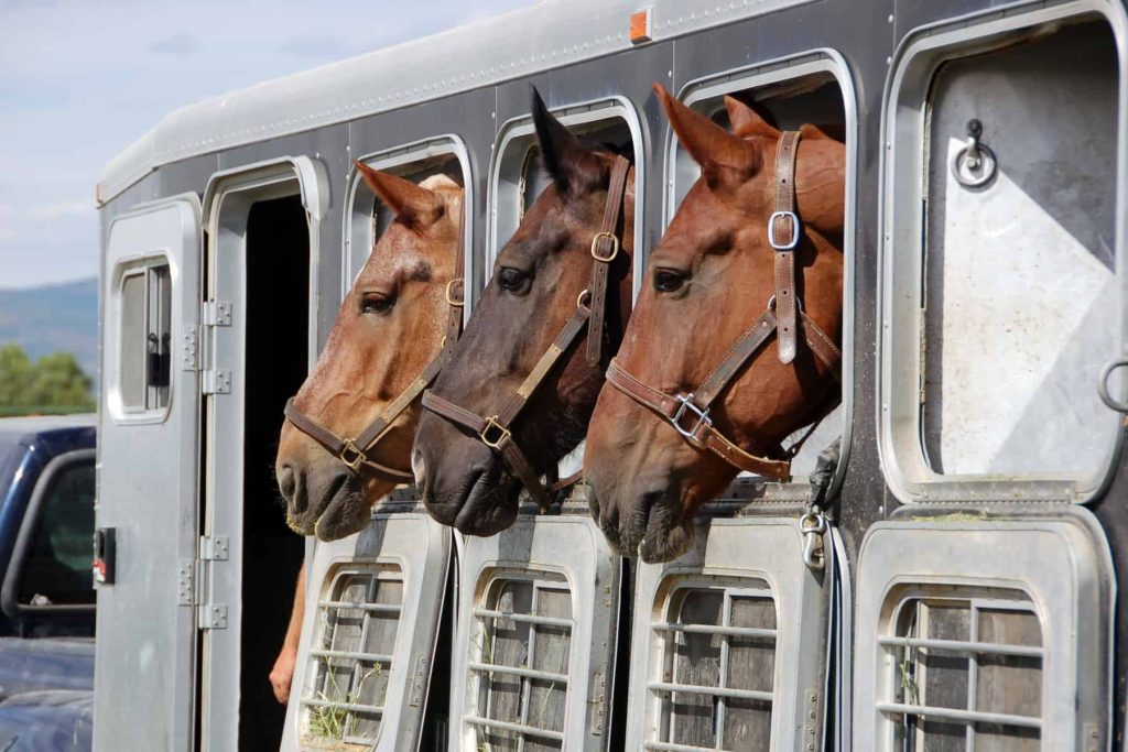 Transporte-de-cavalos-1024x683 Bem vindo