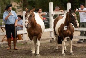 Jaime-Bicca-Credito-Leandro-Vieira-Divulgacao-Medio-300x204 Jurado do Mancha Crioula já foi premiado na exposição