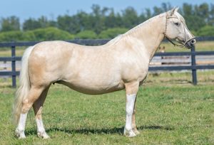 ZR-Freda-Credito-Divulgacao-Medio-300x204 Mancha Crioula reúne genética selecionada em remate especial na cidade de Guaíba