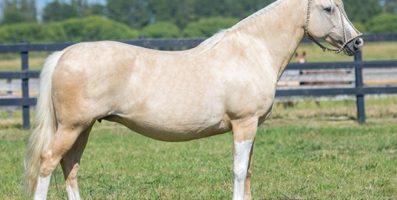 Mancha Crioula reúne genética selecionada em remate especial na cidade de Guaíba