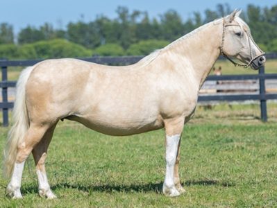 Mancha Crioula reúne genética selecionada em remate especial na cidade de Guaíba