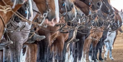 Cavalo Crioulo amplia registro de rebanhos no Brasil