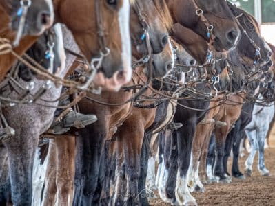 Cavalo Crioulo amplia registro de rebanhos no Brasil