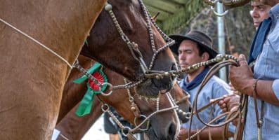 ABCCC: Mais de 100 exemplares devem participar da Prévia Morfológica FICCC