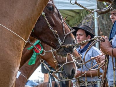 ABCCC: Mais de 100 exemplares devem participar da Prévia Morfológica FICCC