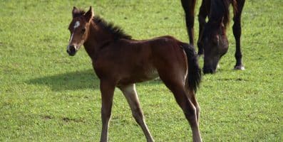 Nova Idade Hípica para Cavalos Novos 2026