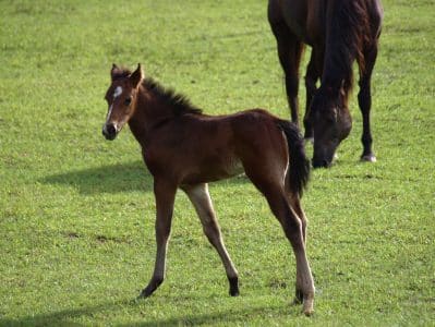 Nova Idade Hípica para Cavalos Novos 2026