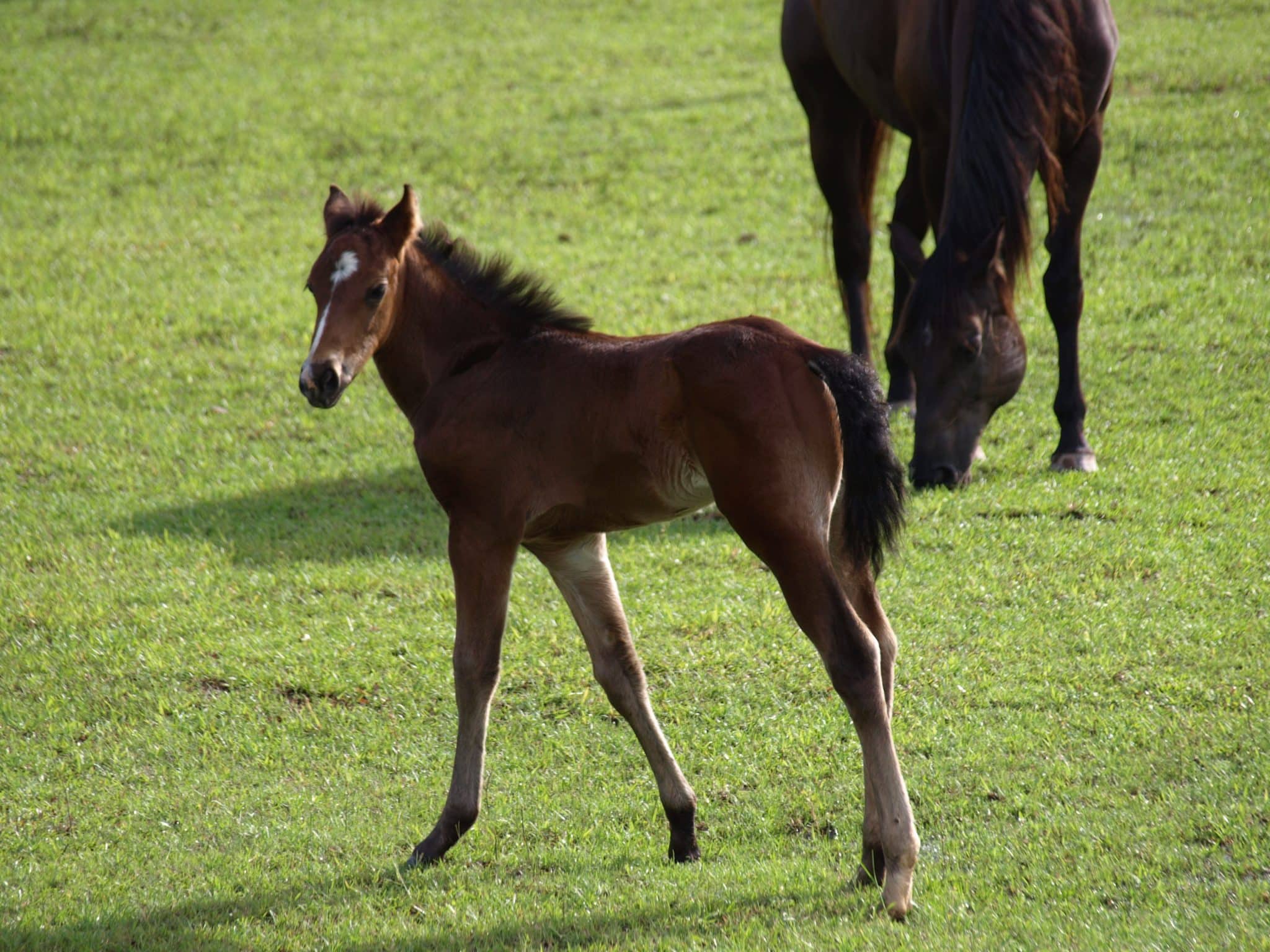 Nova Idade Hípica para Cavalos Novos 2026