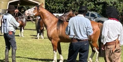 Égua de criatório catarinense de Itajaí repete feito e é bicampeã do Mancha Crioula
