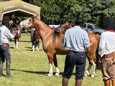 Égua de criatório catarinense de Itajaí repete feito e é bicampeã do Mancha Crioula