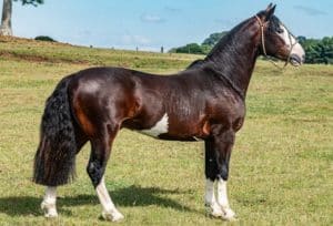 Fogo-de-Chao-da-Bezinha-Credito-Divulgacao-Medio-300x204 Leilão da Fazenda Bézinha tem pista limpa e média acima de R$ 21 mil