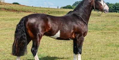 Leilão da Fazenda Bézinha tem pista limpa e média acima de R$ 21 mil
