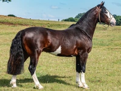 Leilão da Fazenda Bézinha tem pista limpa e média acima de R$ 21 mil