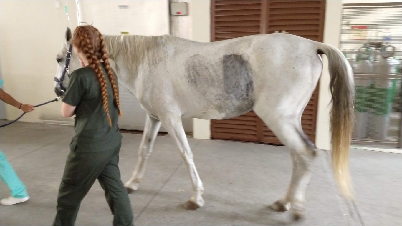 Seu cavalo corre risco de ter cólica?