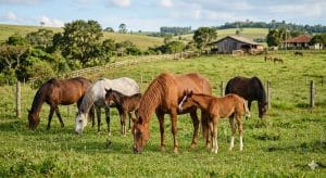 eguas-reprodutoras-300x164 A fenilbutazona afeta a produção de embriões equinos in vitro?
