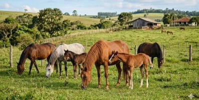 A fenilbutazona afeta a produção de embriões equinos in vitro?