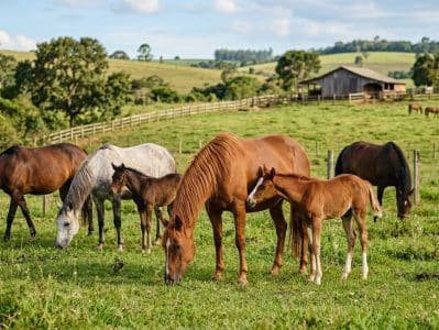 A fenilbutazona afeta a produção de embriões equinos in vitro?