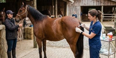 FEI incluiu o imidocarb na lista de substâncias proibidas (comunicado CBH)