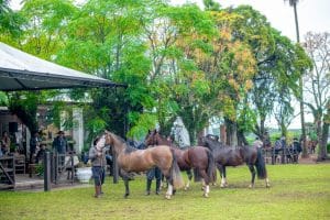 3a-Exposicao-Passaporte-de-Outono-do-ciclo-2026-do-Cavalo-Crioulo-entre-os-dias-10-e-12-de-abril-Medio-300x200 Próxima Passaporte de Outono será no berço da ABCCC, em Bagé