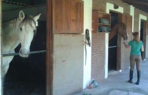 Baia-arejada--300x194 Por que a qualidade do ar no estábulo é importante para os pulmões do seu cavalo?