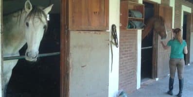 Por que a qualidade do ar no estábulo é importante para os pulmões do seu cavalo?