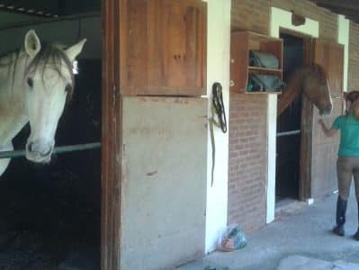 Por que a qualidade do ar no estábulo é importante para os pulmões do seu cavalo?