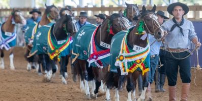 Bocal de Ouro abre classificatórias nacionais para o Freio e lança Alameda do Cavalo Crioulo