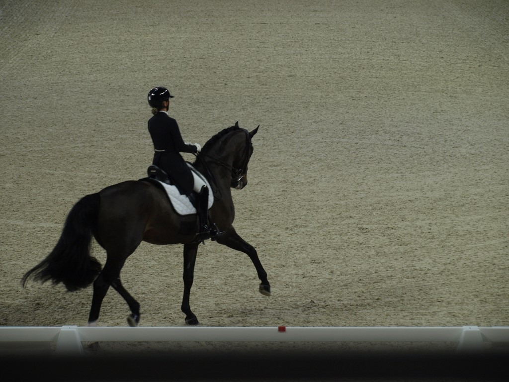 MV112721-Medio FREESTYLE ADESTRAMENTO EM FORT WORTH