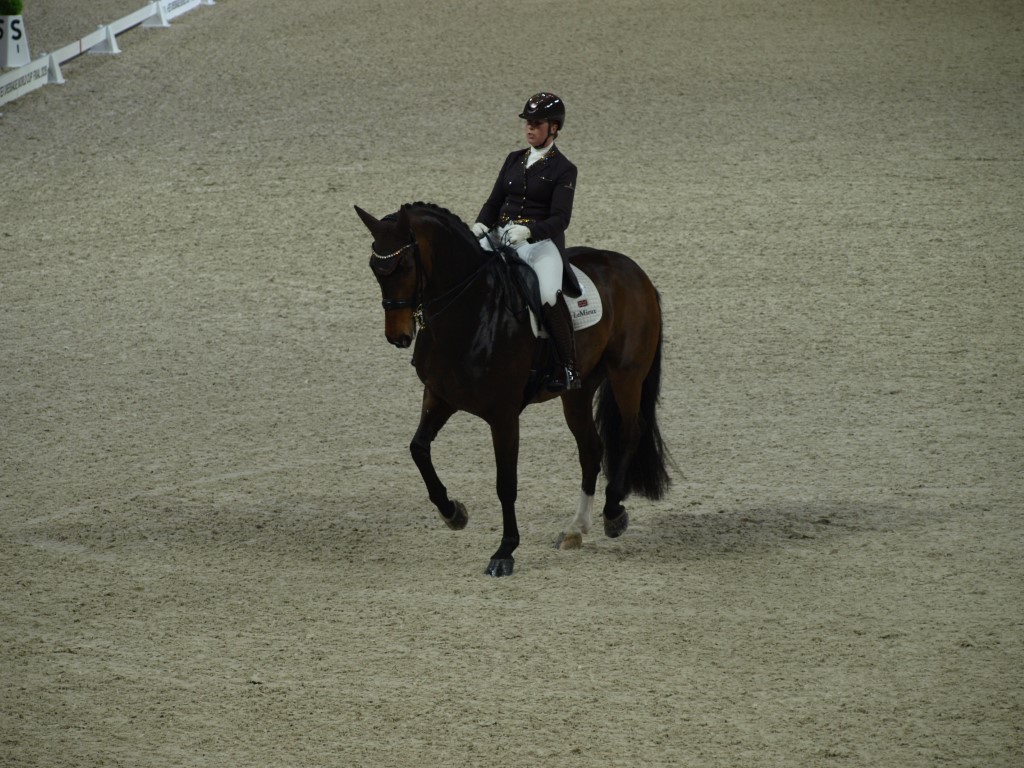 MV112879-Medio FREESTYLE ADESTRAMENTO EM FORT WORTH