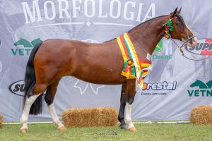 Mauricio_Vinhas_FEMEA-Medio-300x200 Feminilidade e potência muscular conferem título de Melhor Exemplar da Raça para Harmonia do Itaó